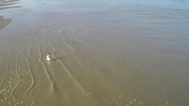 Seagull taking off with slowmotion