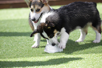 Happy puppies in a private playground	