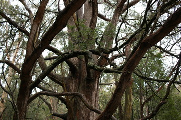 twisted branches of native old Eucalyptus gum trees in a heavily forested national park on a rainy winters day in Central Victoria, Australia