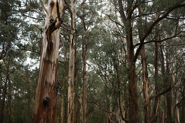 Fototapeta premium twisted branches of native old Eucalyptus gum trees in a heavily forested national park on a rainy winters day in Central Victoria, Australia