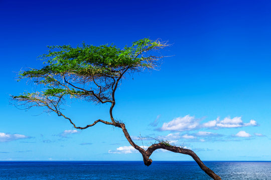 Single thin tree with ocean view