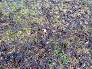 honey locust seed pods on grass