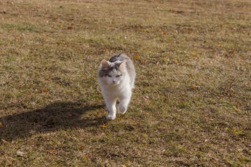 Fototapeta premium walking cat