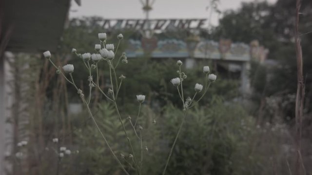 Abandoned rides at an old theme park