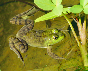 Green frog floating in water in pond