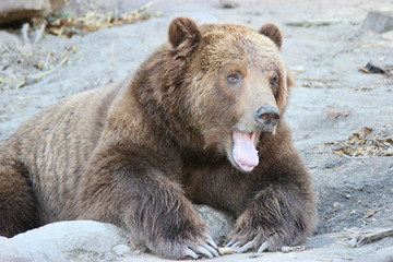 Brown bear yawning at the zoo