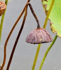 Dead lotus pod bent over in Japanese garden