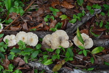 mushrooms in forest