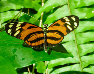 Orange and yellow butterfly resting on green plant