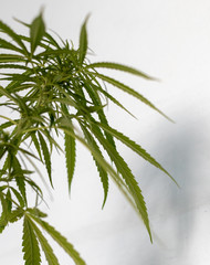 Many fresh marijuana leaves.