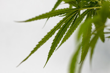 Many fresh marijuana leaves.