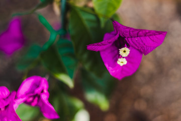 Obraz na płótnie Canvas close-up of bougainvillea plant with purple flowers outdoor