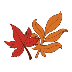 Isolated two autumn leaves vector design
