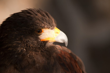 harris eagle close-up beak brown eyes brown background