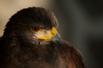 harris eagle close-up brown eyes brown background