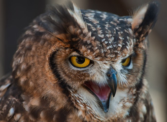 African owl with aggressive look open beak, ears raised