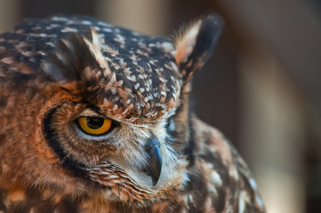 African owl with closed beak, raised ears and white background brown wooden fence