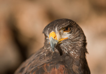 harris eagle close-up beak brown eyes brown background