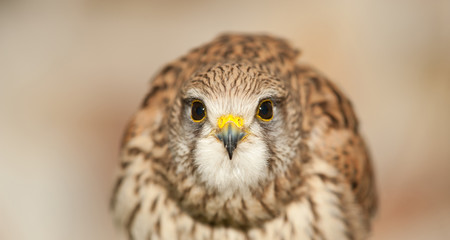 common kestrel with closed beak closed wings background light earth colors