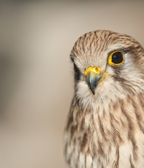 common kestrel with closed beak background light earth colors
