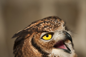 African owl with open beak, mouth and ears raised and light background