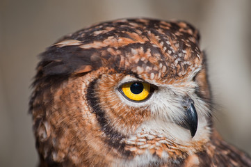 African owl with closed beak, and ears lowered and white background and morron earth