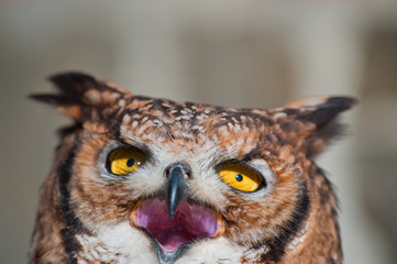 African owl with open beak, mouth and ears raised and light background