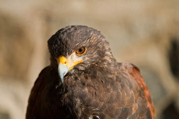 harris eagle close-up beak brown eyes brown background