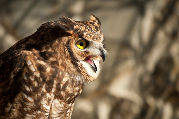 African owl raised eyes open beak aggressive look background tree branches