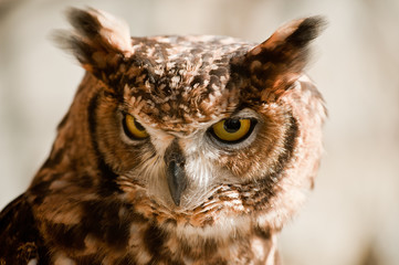 African owl raised eyes beak closed aggressive look light background