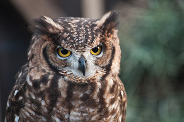african owl raised ears eyes beak closed aggressive look light background