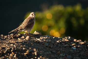 Common Kestrel on mountain of stones with green tree in the background