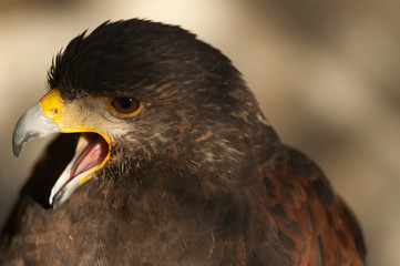 harris eagle close-up open beak brown eye