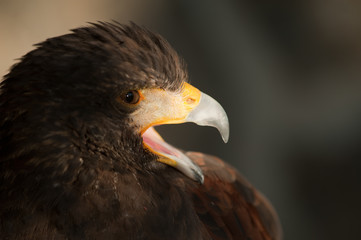 harris eagle close-up open beak brown eye