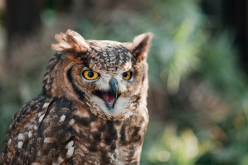 African owl close-up ears raised open beak eyes aggressive look