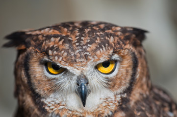 African owl close-up fallen ears closed beak eyes aggressive look