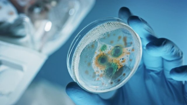 Scientist Wearing Respirator Mask, Coverall and Safety Glasses Looks at Petri Dishes with Bacteria, Tissue and Blood Samples. Medical Research Laboratory Curing Epidemic Diseases. Close-up Macro