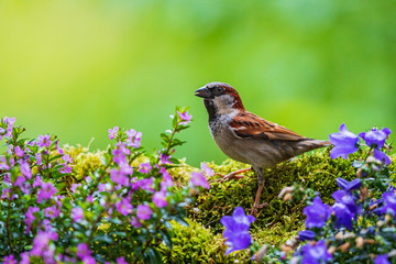 House Sparrow (Passer domesticus) male sitting between garden flowers, Baden-Wuerttemberg, Germany