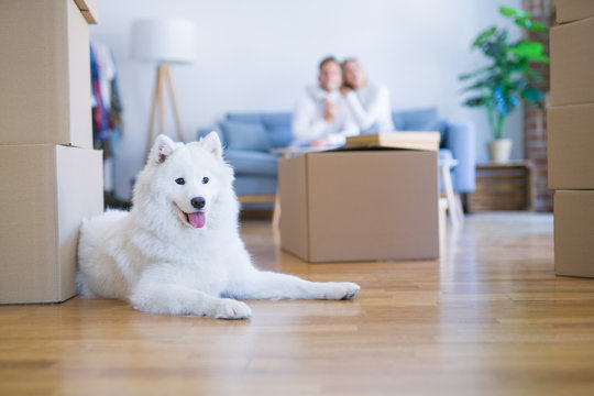 Young beautiful couple with dog sitting on the sofa at new home around cardboard boxes