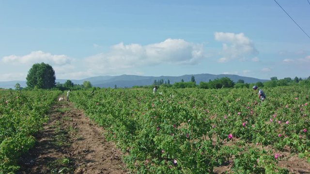 People picking fresh pink roses. Time lapse.