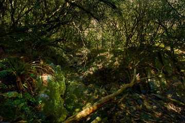Fototapeta premium Uruguay, Ravens Canyon Forest