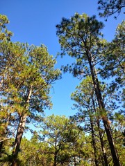 blue sky and tall trees