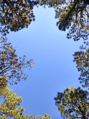 blue sky with trees border