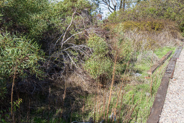 Tree in garden