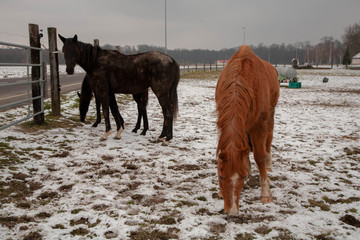 paisagem com cavalos