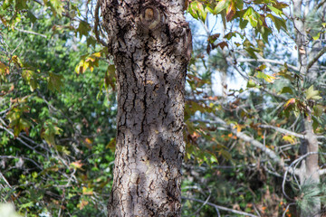 Obraz premium trunk of a tree