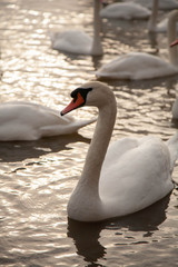 cisnes na agua 