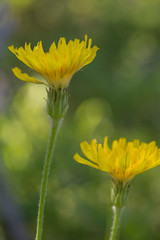 false dandelions