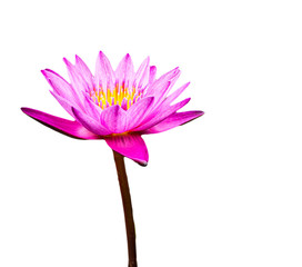 Beautiful pink lotus or warer lily in the garden for decoration , Isolated on white background