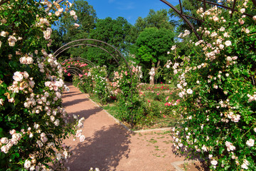 garden footpath with arches of roses and blooming buds on a sunny summer day, the rose garde nobody.